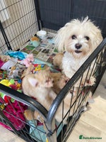 Maltipoo dogs - Advert 1