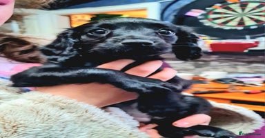 Cockapoo dogs - Advert 6