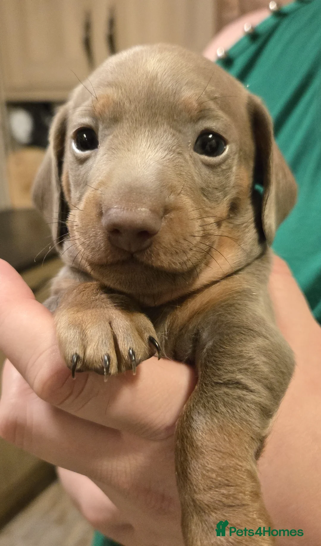 Miniature Dachshund dogs for sale: REDUCED - KC Isabella male left mini daxi  - Advert 2