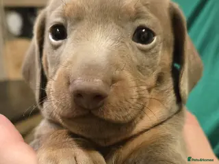 Miniature Dachshund dogs 1 Isabella male left - 9 KC reg mini dachshunds - Advert 7