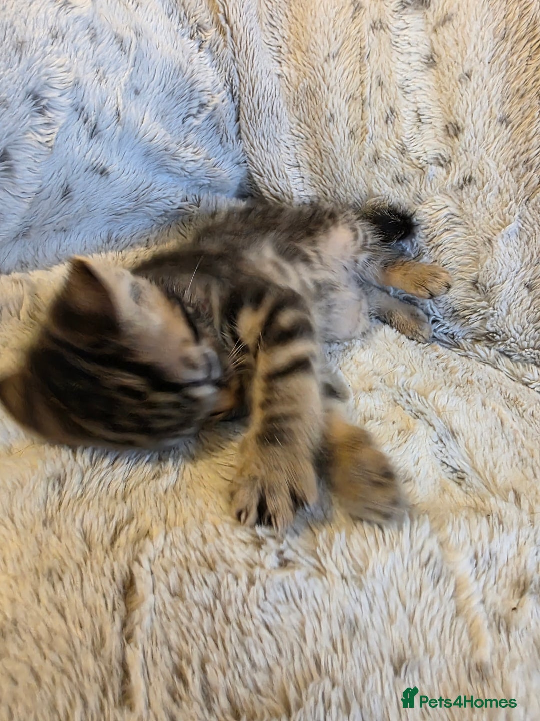Mixed Breed cats for sale: 2 Male Stripy Kitten's - Advert 30