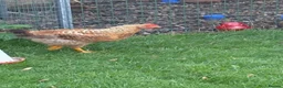 Chickens poultry for sale: 8 week old rooster free to a good home  - Advert 8