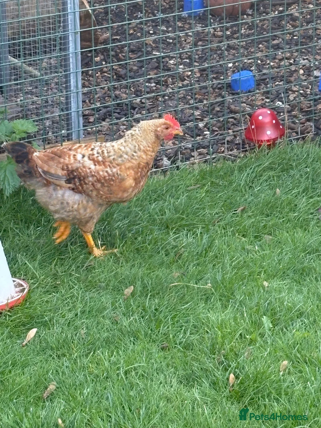 Chickens poultry for sale: 8 week old rooster free to a good home  - Advert 8