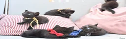 British Shorthair cats for sale: 5 Bundles of Love - Persian x BSH kittens  - Advert 8