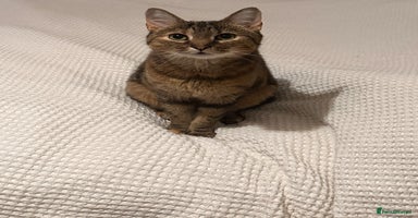 Domestic Shorthair cats - Advert 2