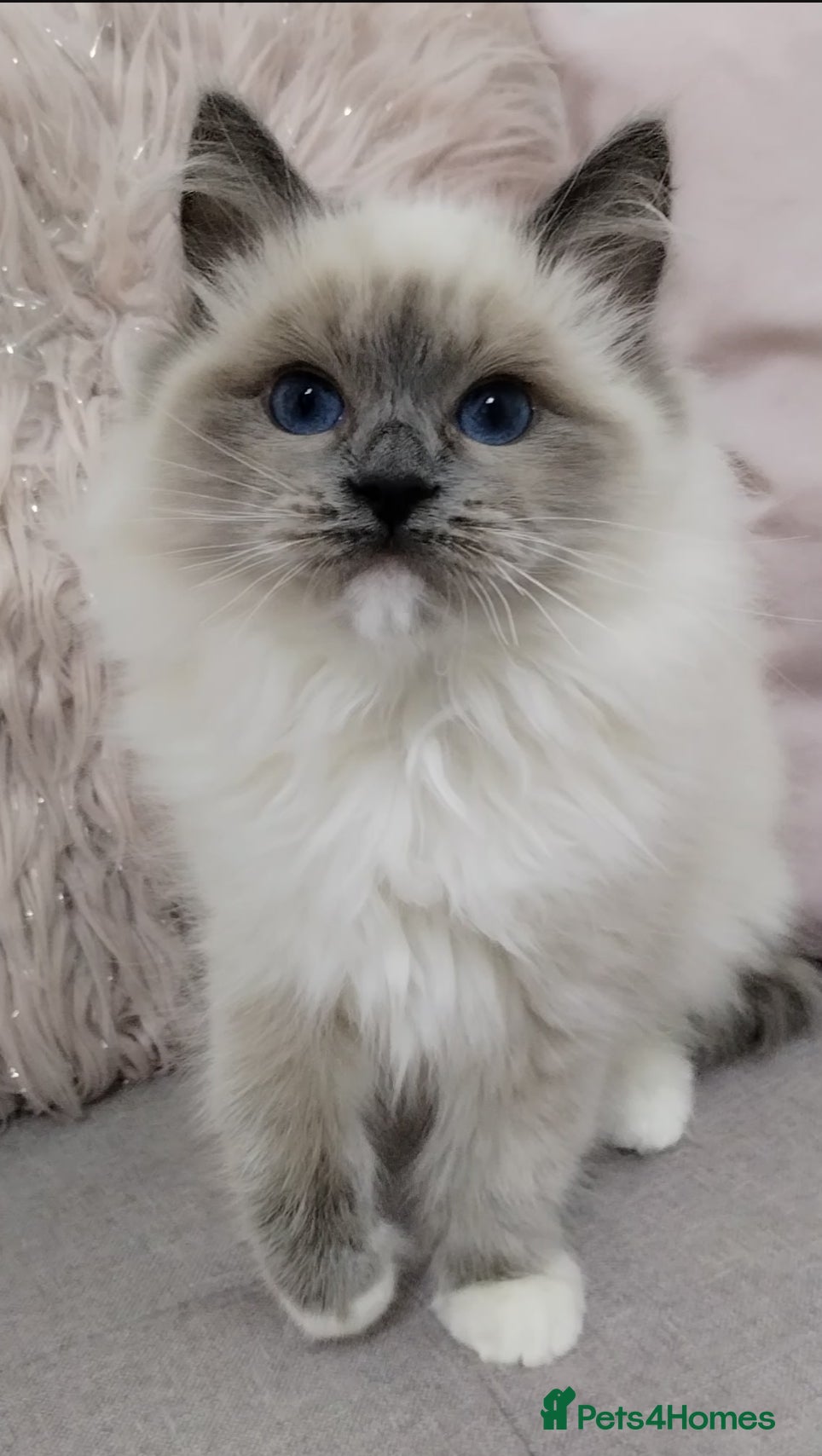 Ragdoll cats 💕Female Ragdoll kitten TICA registered  - Advert 2