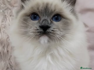 Ragdoll cats 💕Female Ragdoll kitten TICA registered - Advert 2