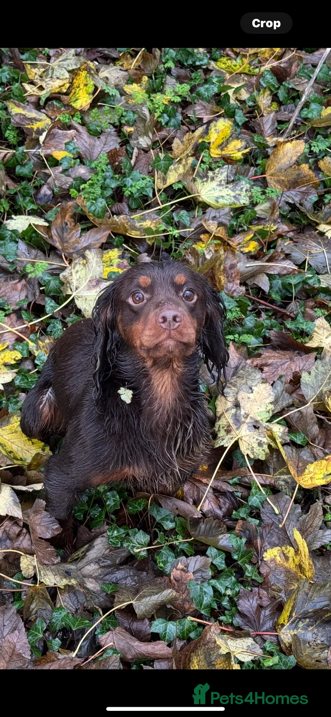 Cocker Spaniel dogs for stud: Chocolate and Tan Cocker Spaniel At Stud - Advert 1