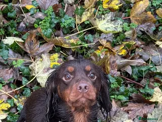 Cocker Spaniel dogs Chocolate and Tan Cocker Spaniel At Stud - Advert 14