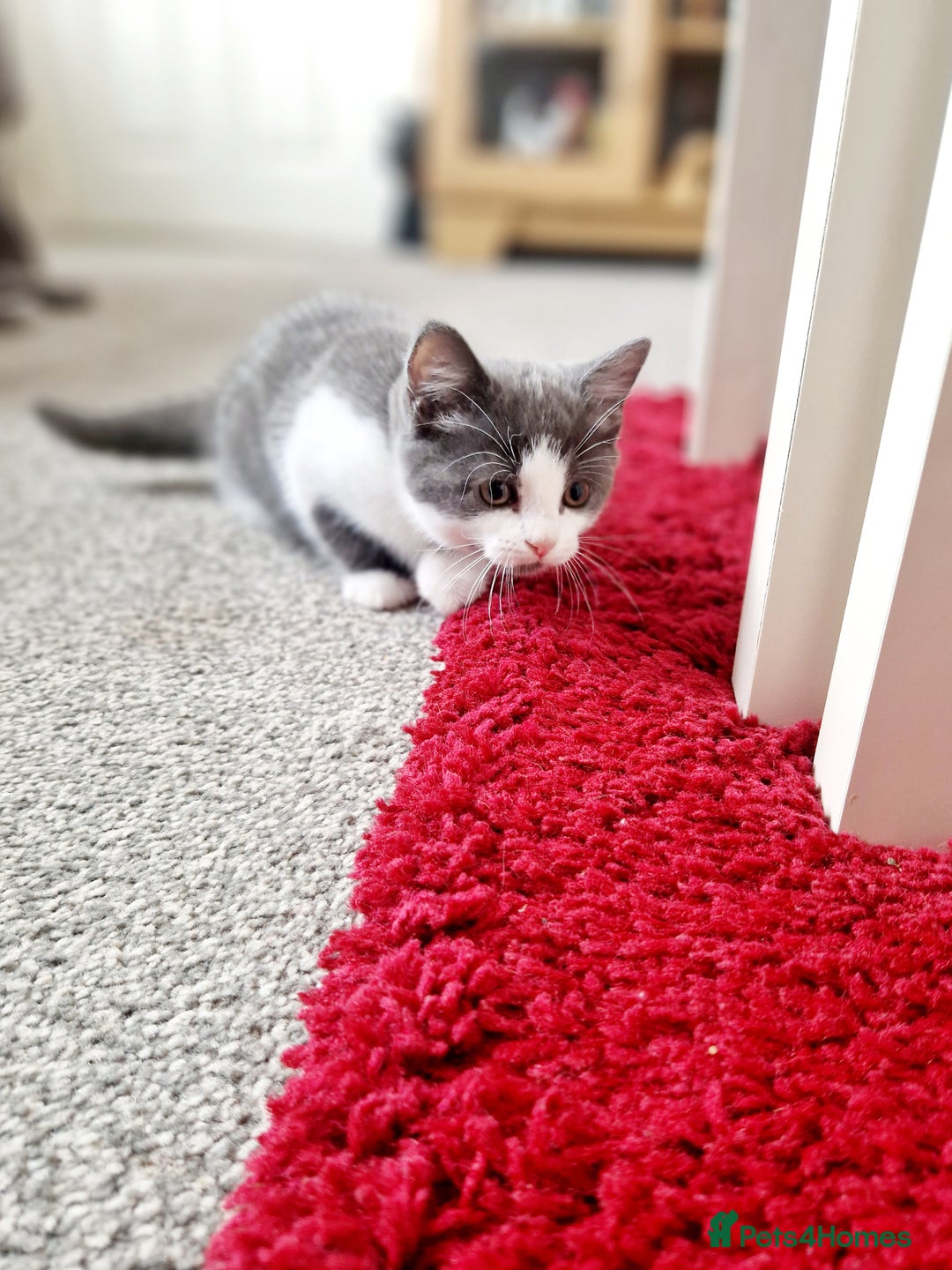 Mixed Breed cats for sale: British shorthair Cross kittens  - Image 13