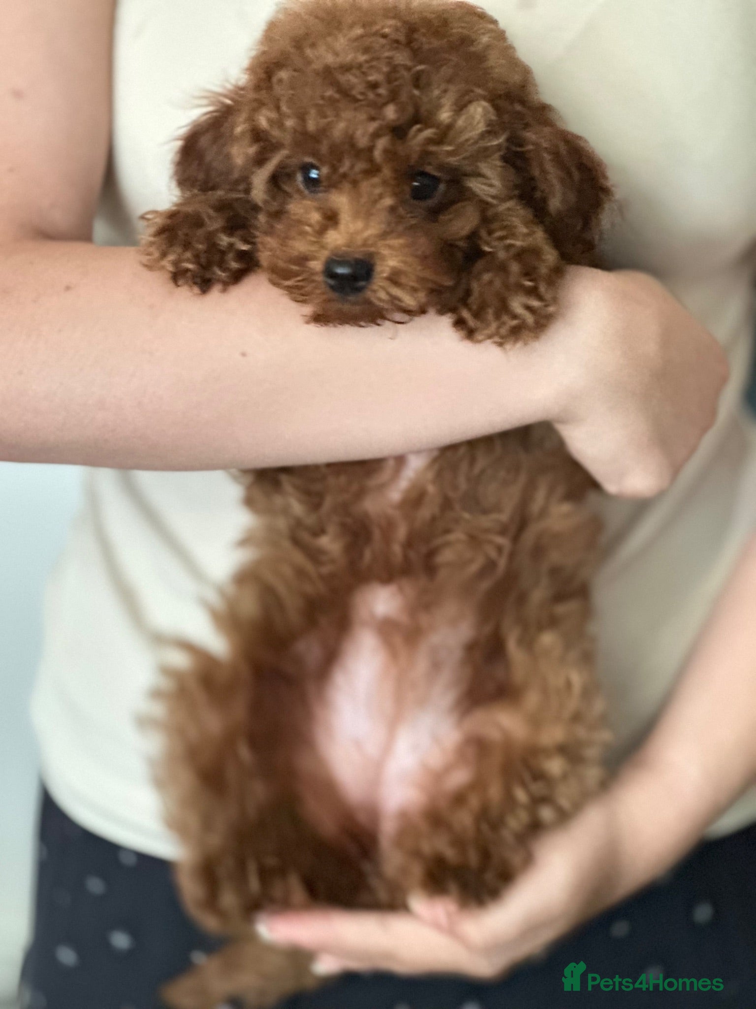 Toy Poodle dogs Asian Toy Poodle  - Advert 2