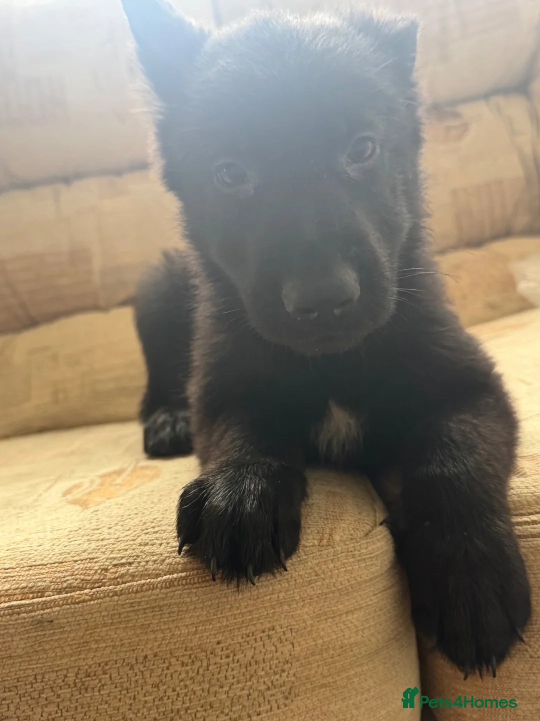 German Shepherd dogs for sale: Full pedigree German shepherd Puppies  - Advert 3