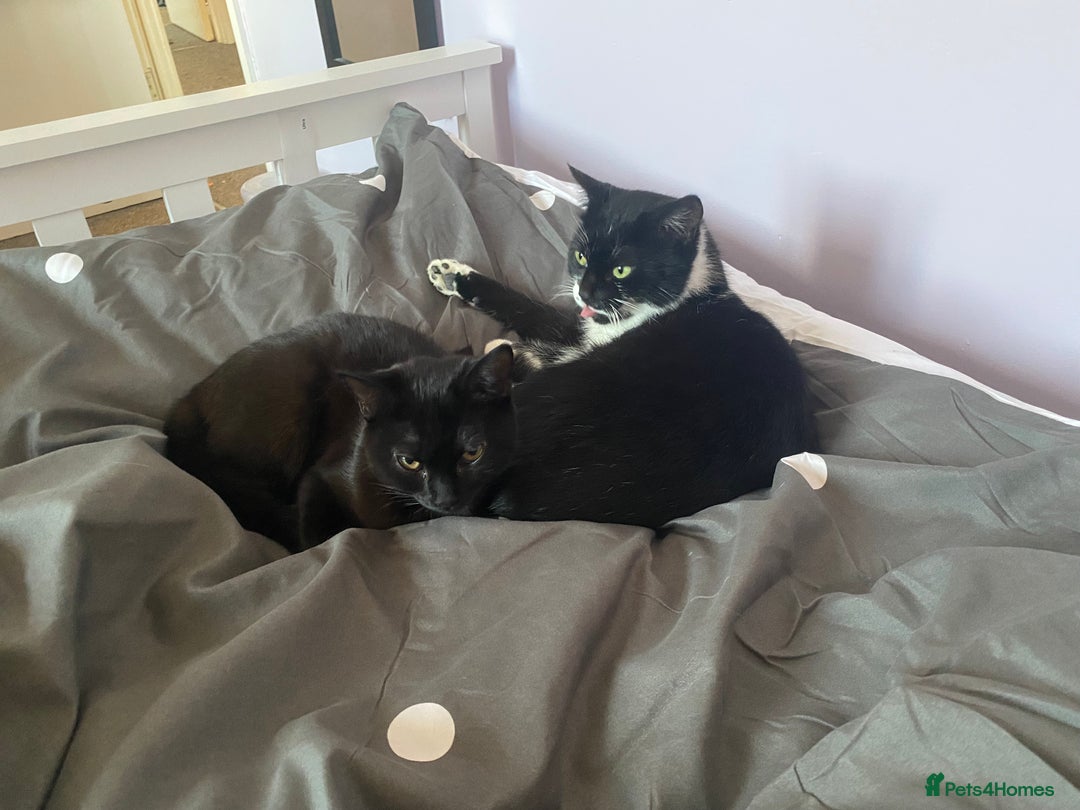 British Shorthair cats for sale: Mother and baby  - Advert 2