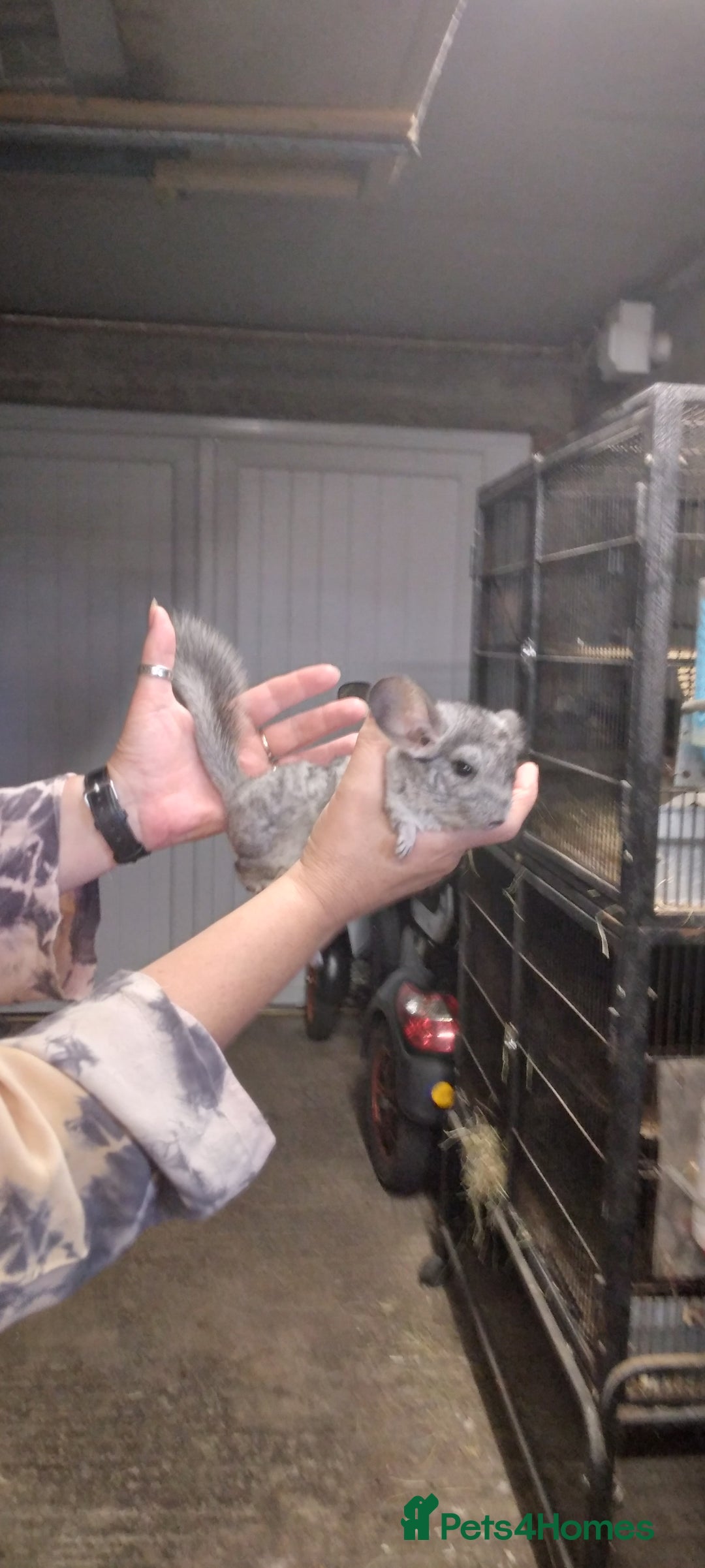 Chinchilla rodents for sale: Baby Male grey Chinchilla for Sale - Image 3