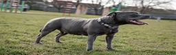 Staffordshire Bull Terrier dogs for sale: KC Registered Blue Staffy Puppies - Advert 10
