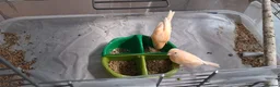 Canaries birds for sale: 3 young canaries hatched on 24.02.26 - Advert 8