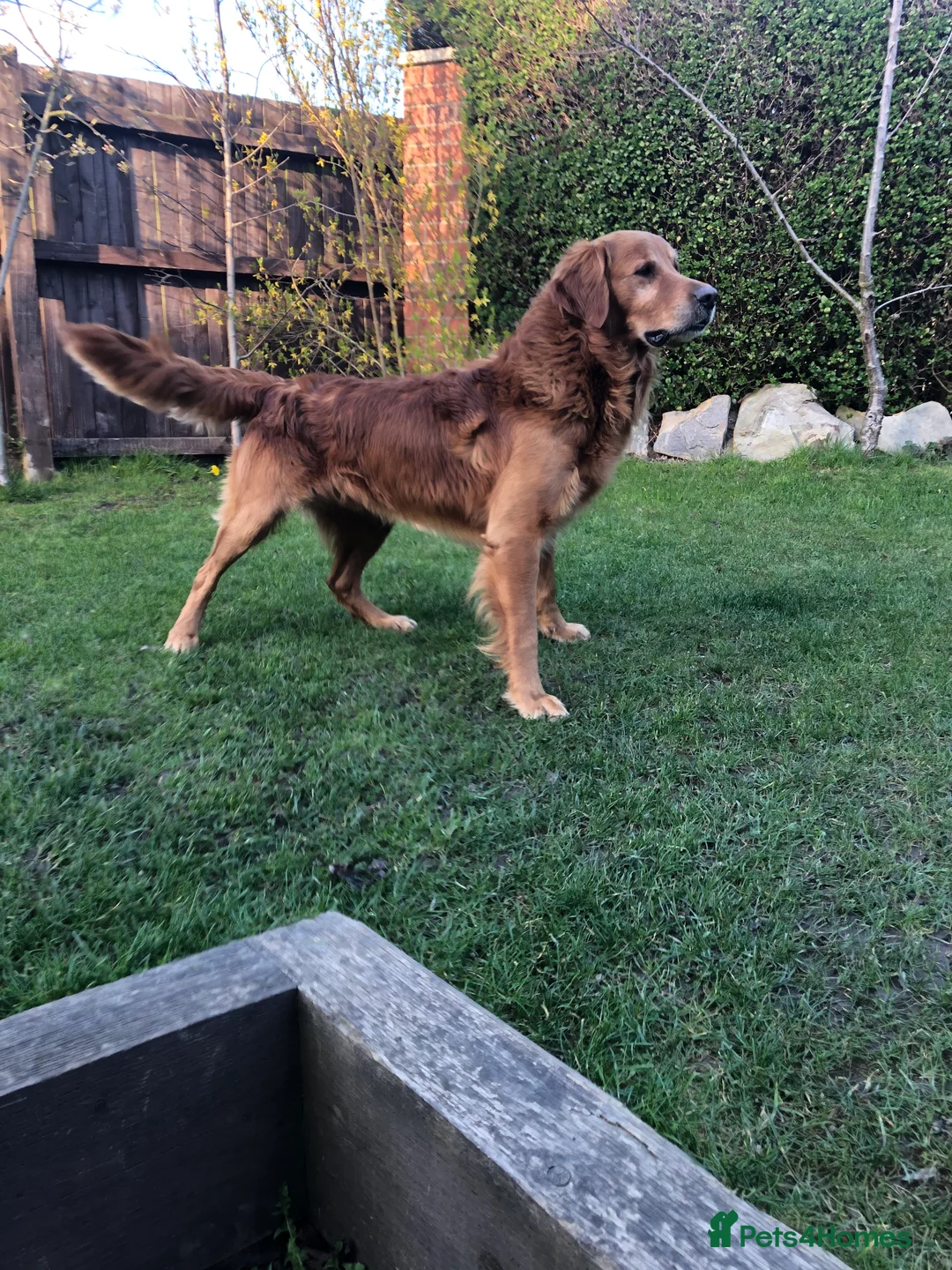 Golden Retriever dogs for stud: Castori Spirit Golden Retriever Stud 100% DNA Test in Barnsley - Advert 3