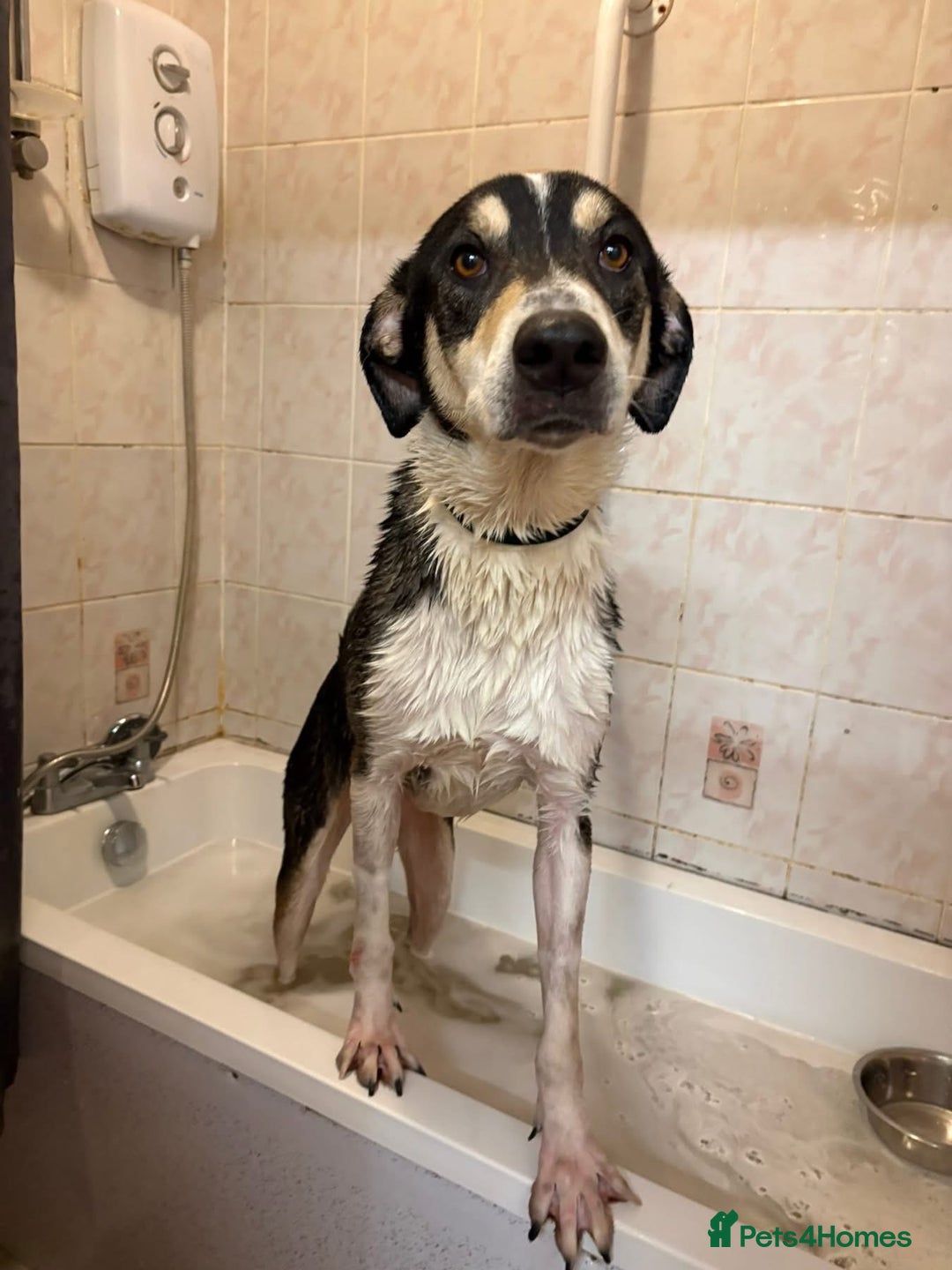 Mixed Breed dogs for adoption: Lucky - Norwich Norfolk  - Advert 5