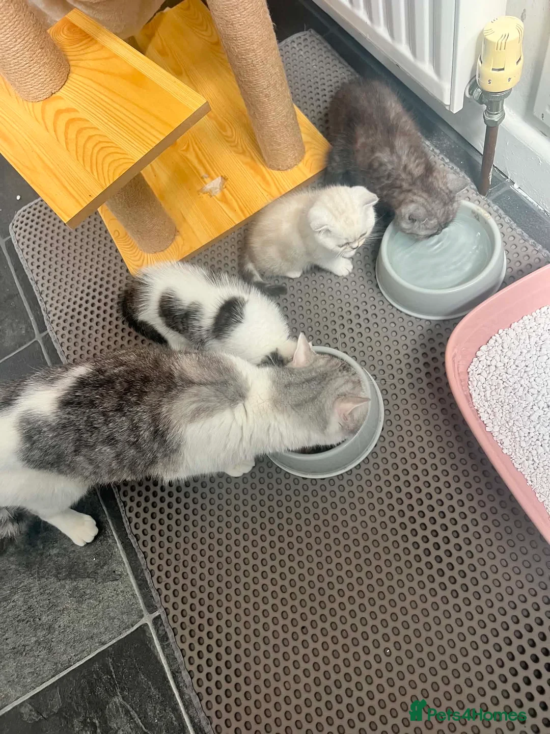 British Shorthair cats for sale: BSH kittens  in Bradford - Advert 2