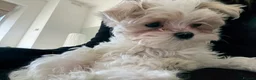 Maltipoo dogs for sale: Toy Size maltipoo boys in London - Advert 2