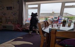 Siberian Husky dogs for sale: Krypto- 1yr Husky, Friendly, Goofy boy. Offers ok - Image 9