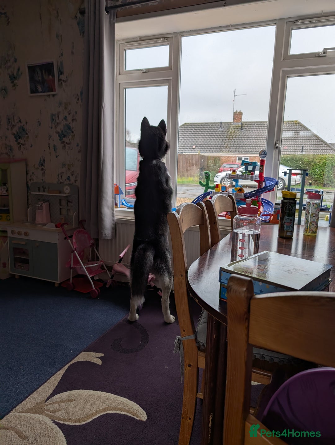 Siberian Husky dogs for sale: Krypto- 1yr Husky, Friendly, Goofy boy. Offers ok - Image 9