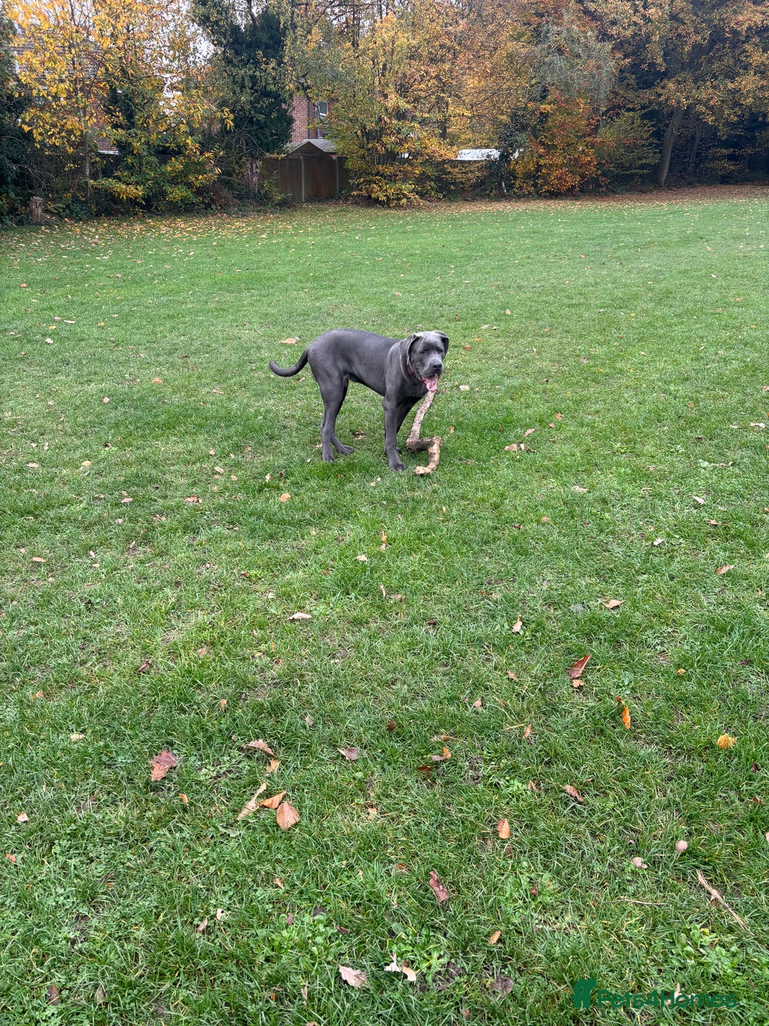Cane Corso dogs for sale: Male corso - Advert 4
