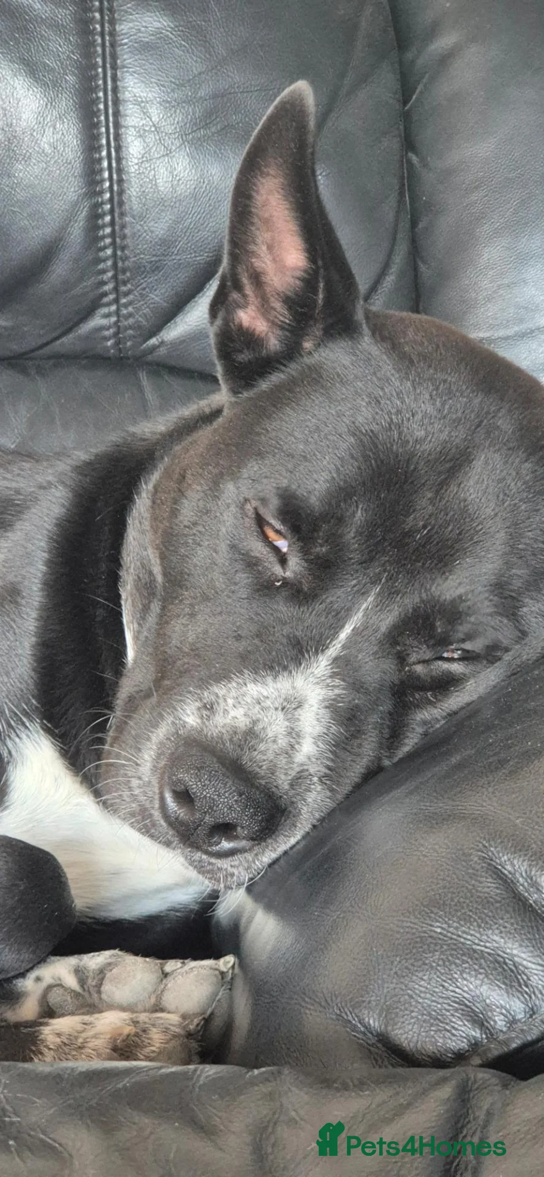 Mixed Breed dogs for sale: Duke  in Shaftesbury - Advert 2