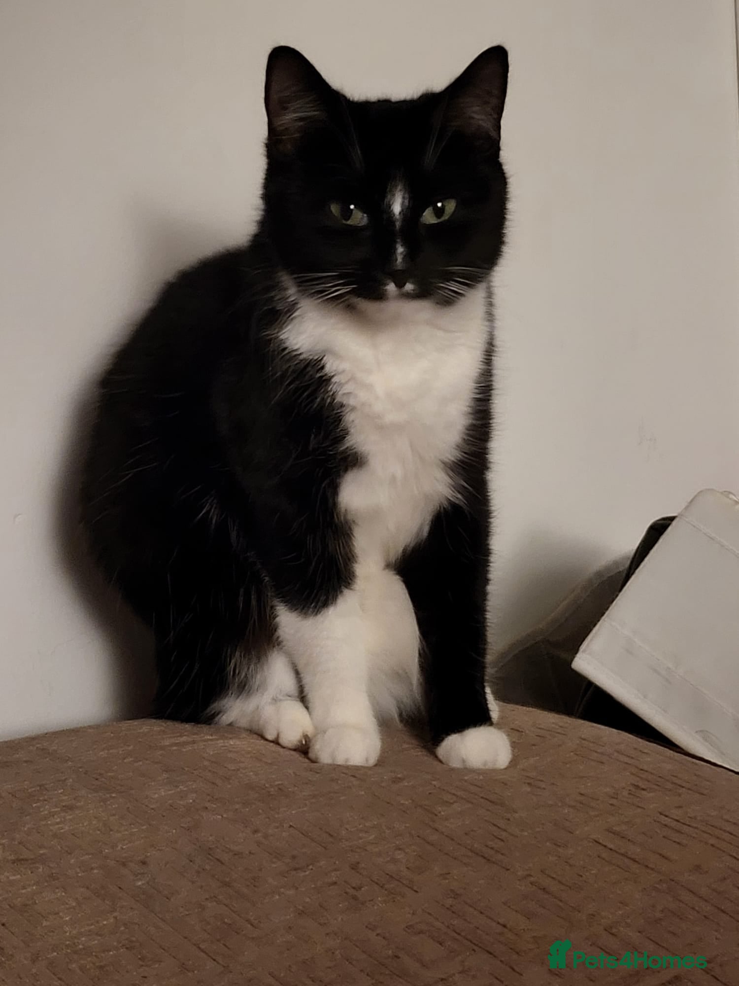 Mixed Breed cats Beautiful Lilly is looking for her forever home - Advert 17