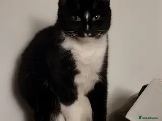 Mixed Breed cats Beautiful Lilly is looking for her forever home - Advert 17