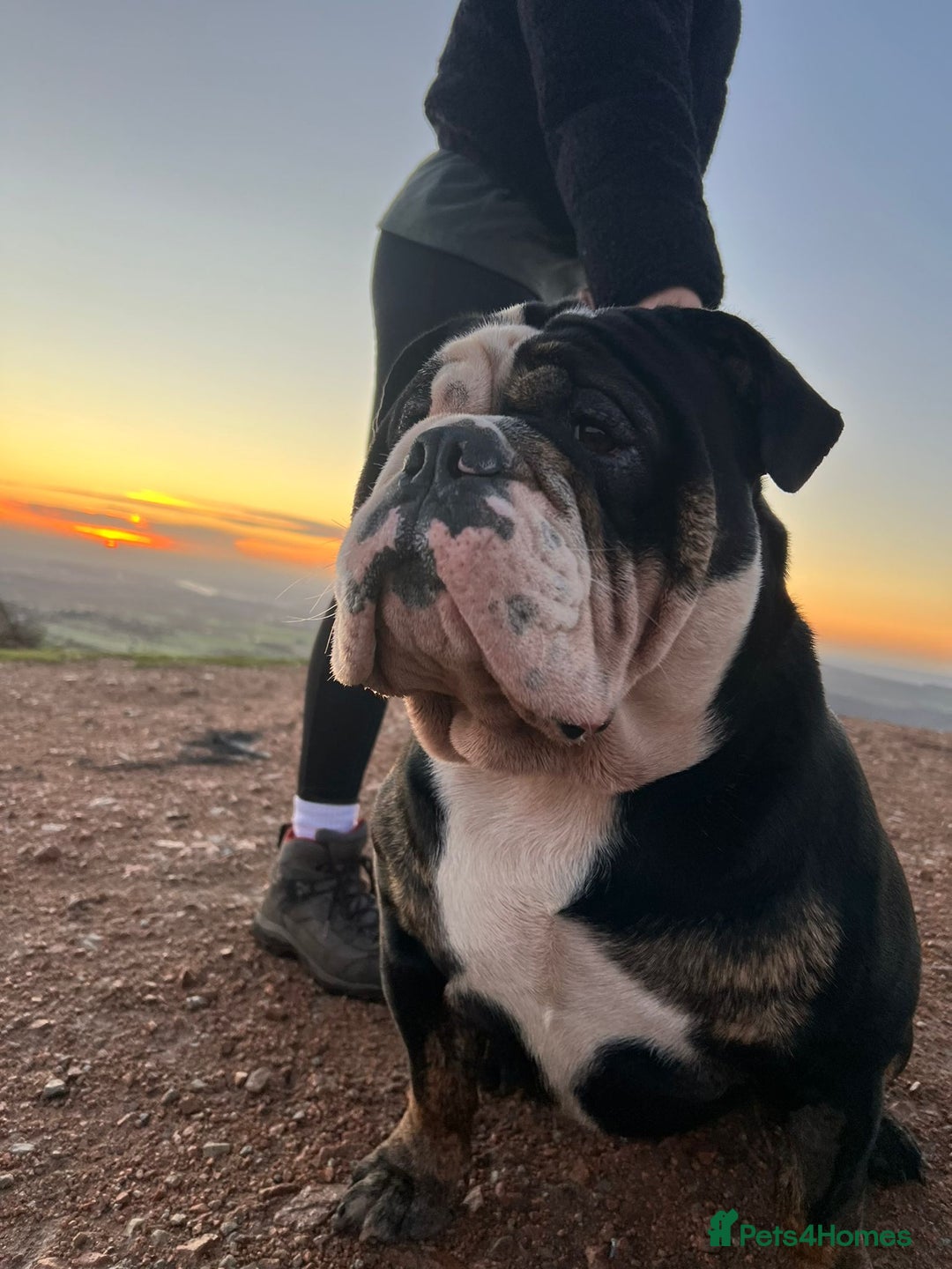 Olde English Bulldogge dogs for stud: Vinnie the olde english bulldogge - Advert 19