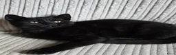Mixed Breed cats for sale: Gorgeous kittens black girl and black boy  - Advert 12