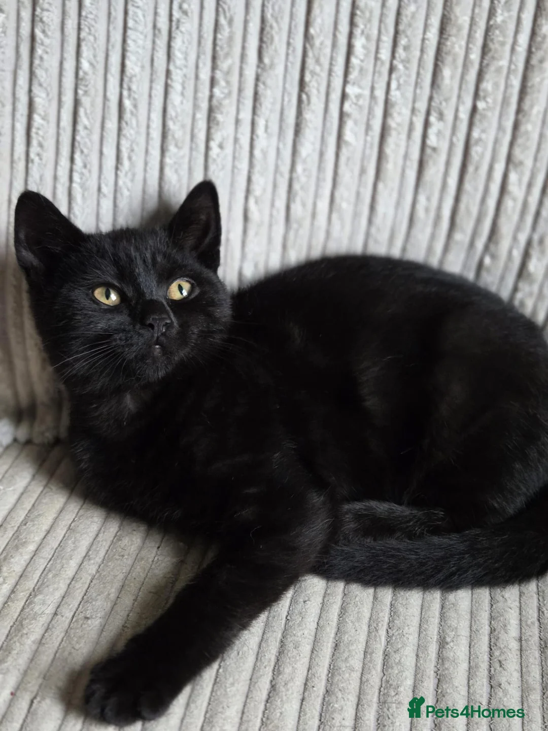 Mixed Breed cats for sale: Gorgeous kittens black girl and black boy  - Advert 12