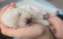 Mixed Breed dogs for sale: pug/bischion frise - Image 6