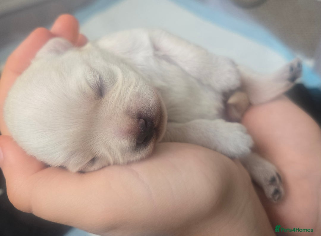 Mixed Breed dogs for sale: pug/bischion frise - Image 6
