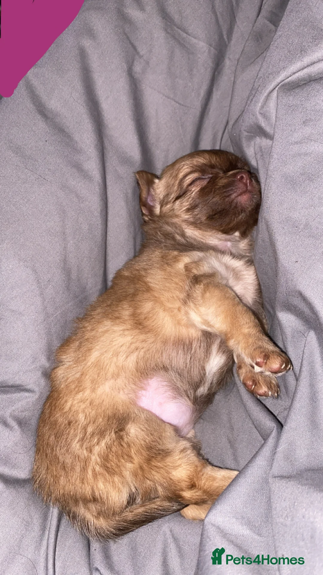 Chihuahua dogs for sale: Light Chocolate chihuahua puppy!  - Advert 1