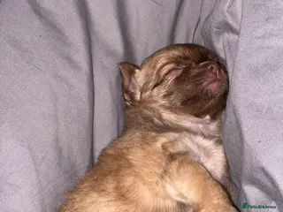 Chihuahua dogs Light Chocolate chihuahua puppy! - Advert 2