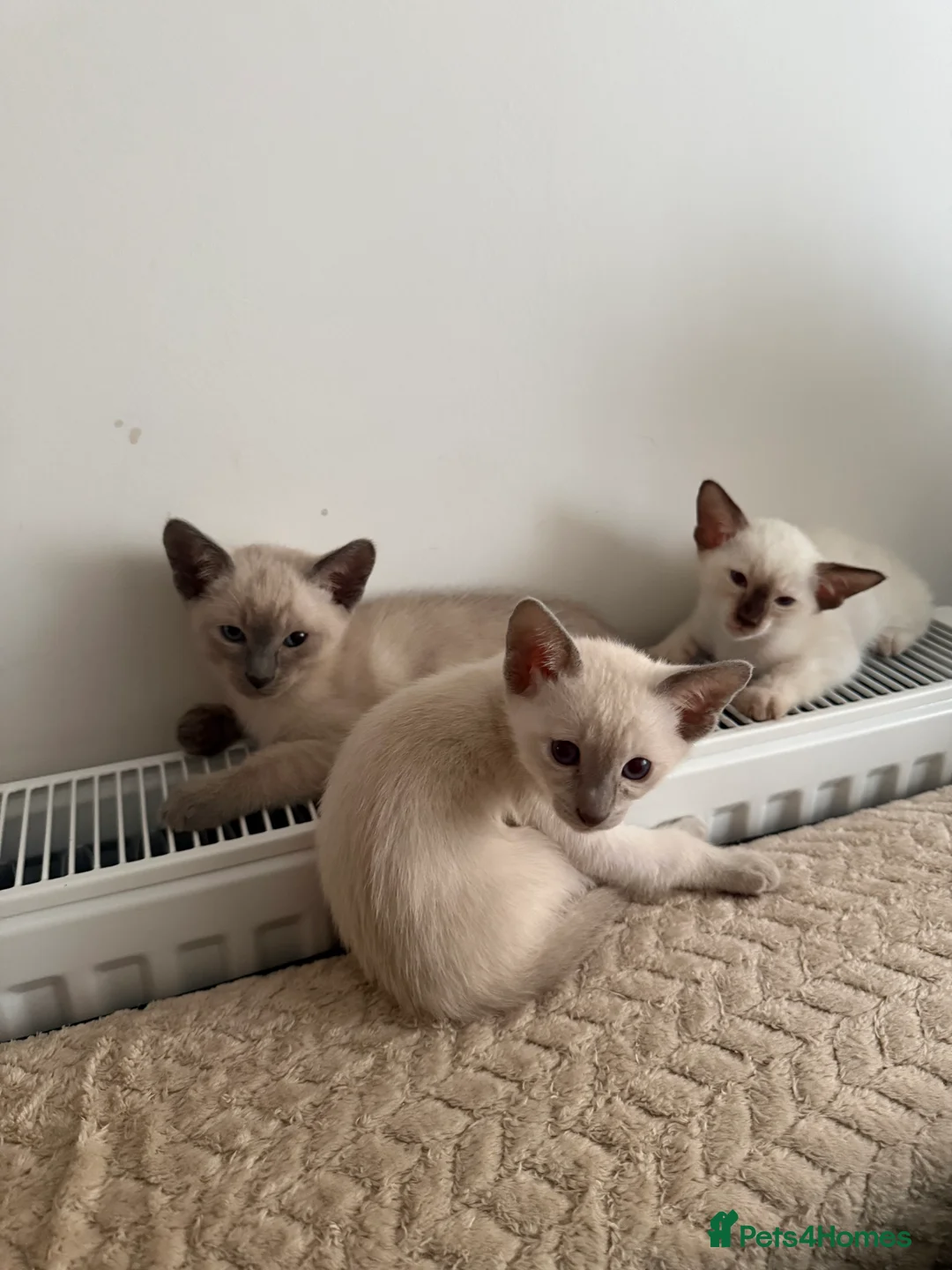 Siamese cats for sale: 3 adorable Siamese kittens 😻 - Advert 2