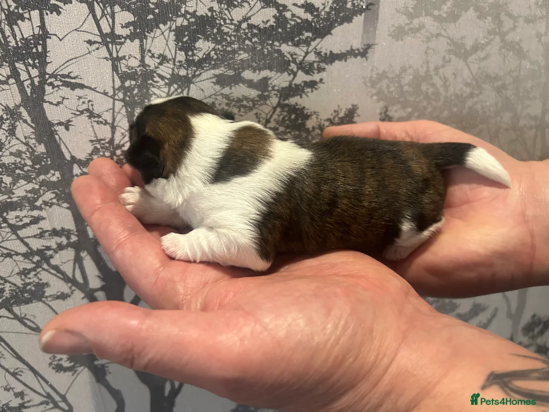 Shih Tzu dogs for sale: Imperial Shih Tzu puppie  - Advert 8