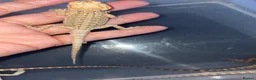 Bearded Dragon reptiles for sale: Clutch of leather backbearded dragon babies in Nottingham - Advert 9