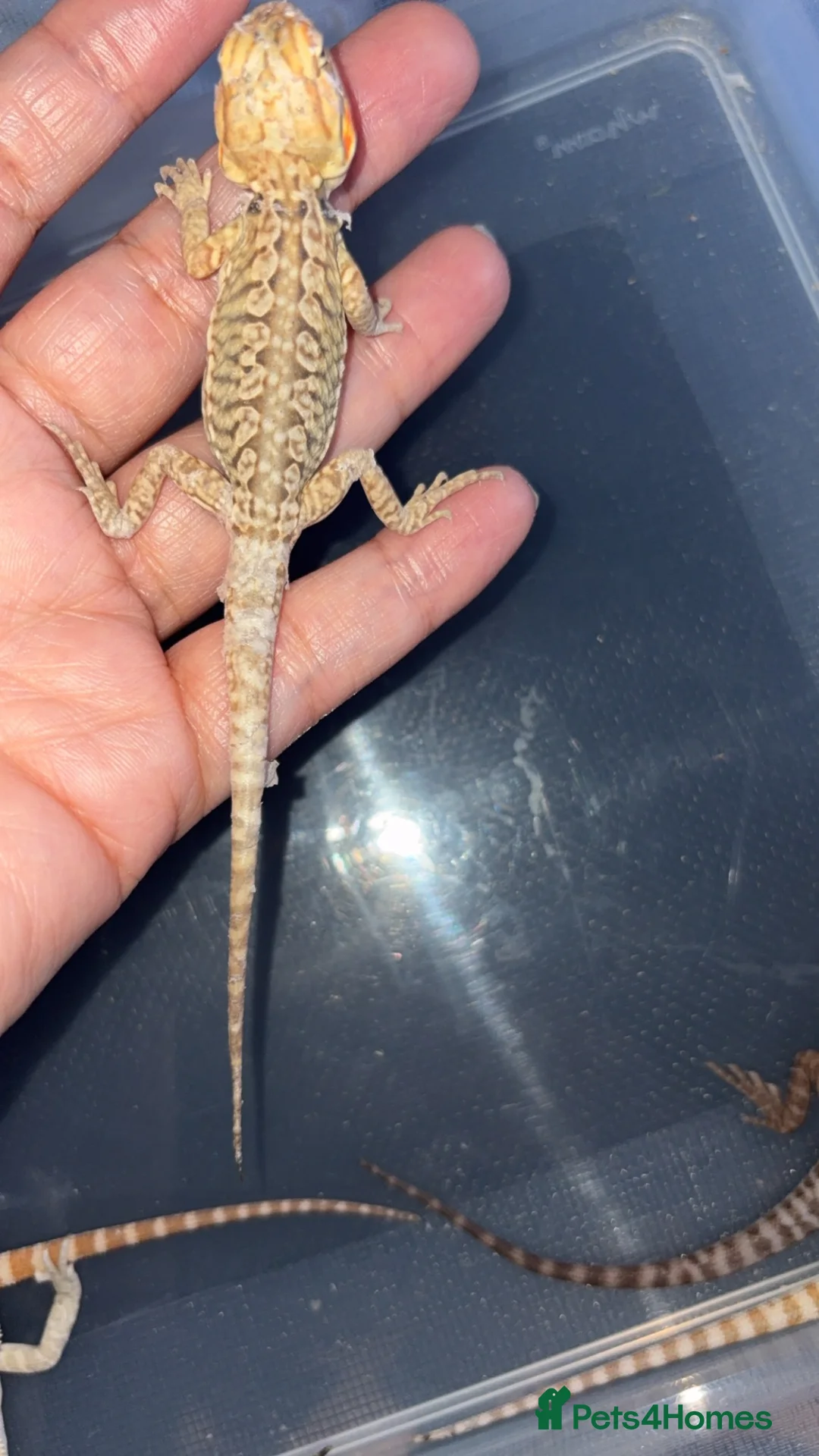 Bearded Dragon reptiles for sale: Clutch of leather backbearded dragon babies in Nottingham - Advert 9
