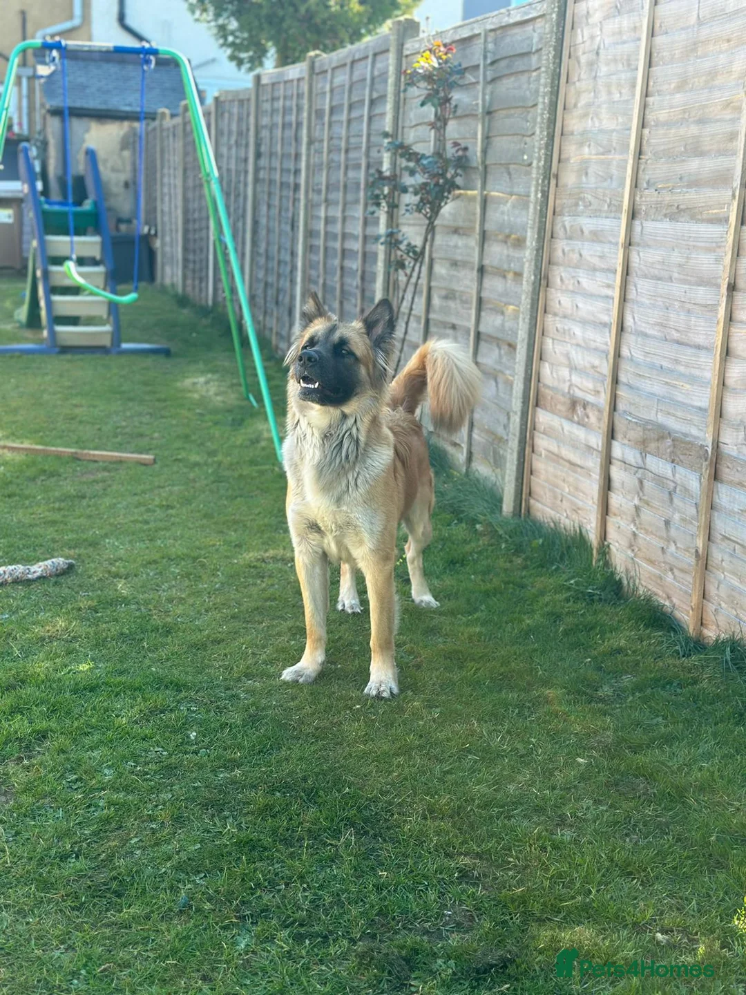 Mixed Breed dogs for sale: German Shepherd cross Akita  - Advert 4