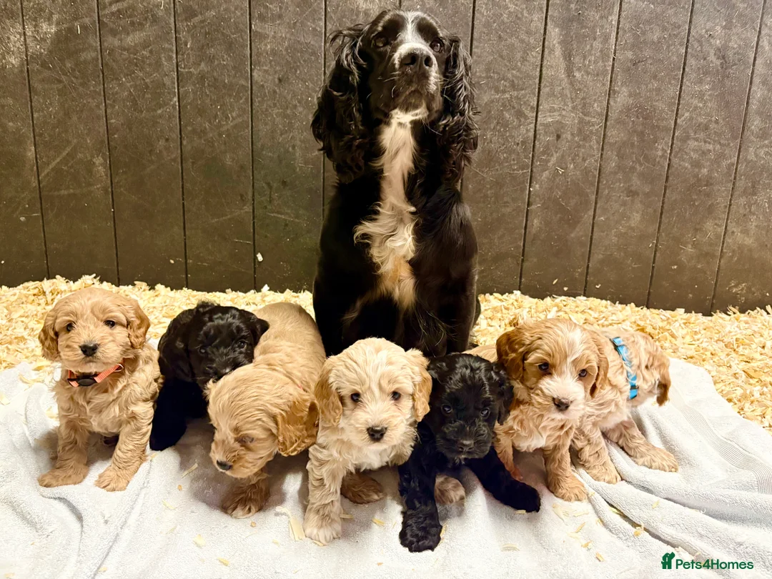 Cockapoo dogs for sale: Beautiful F1 Cockapoo puppies- mixed colours  - Advert 2