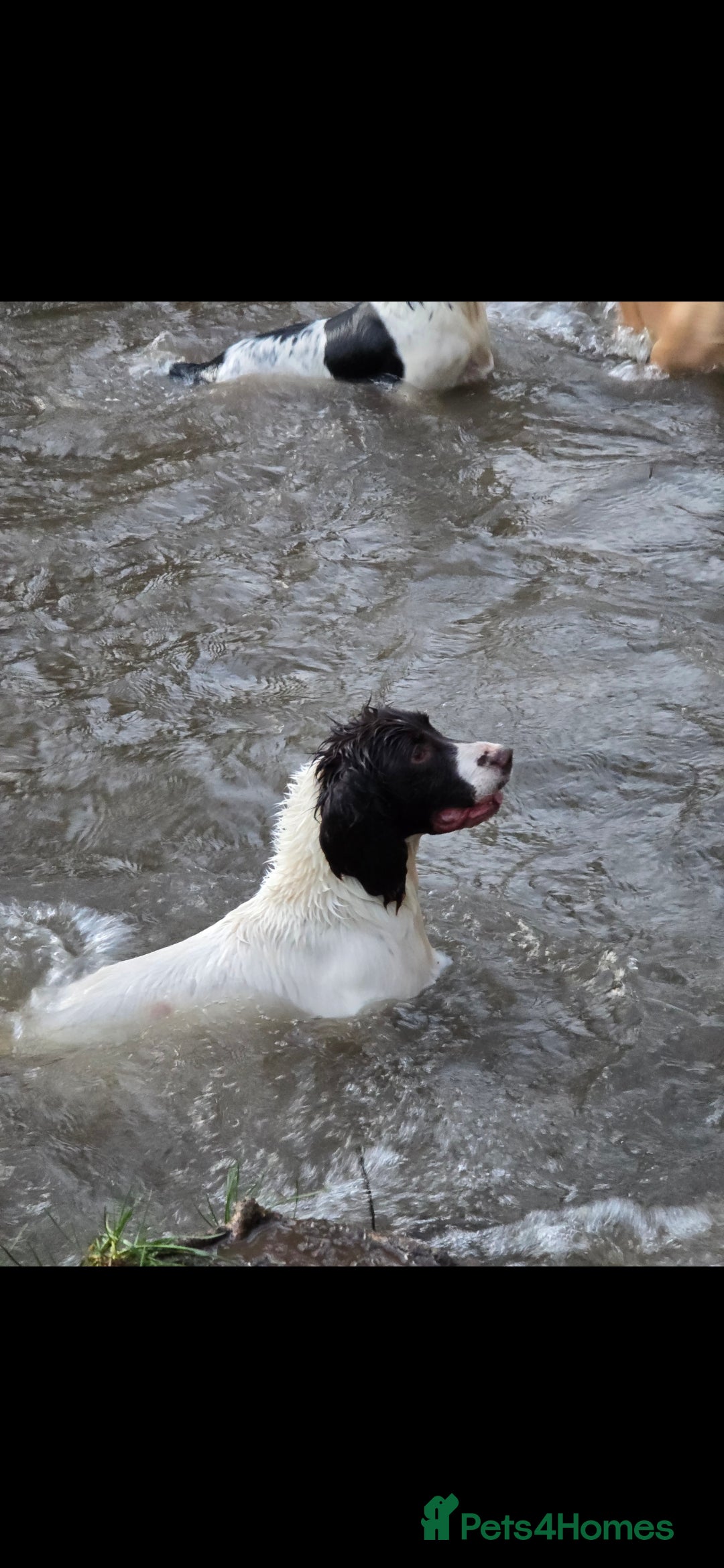English Springer Spaniel dogs for stud: Kc springer dog available for stud.  - Advert 2