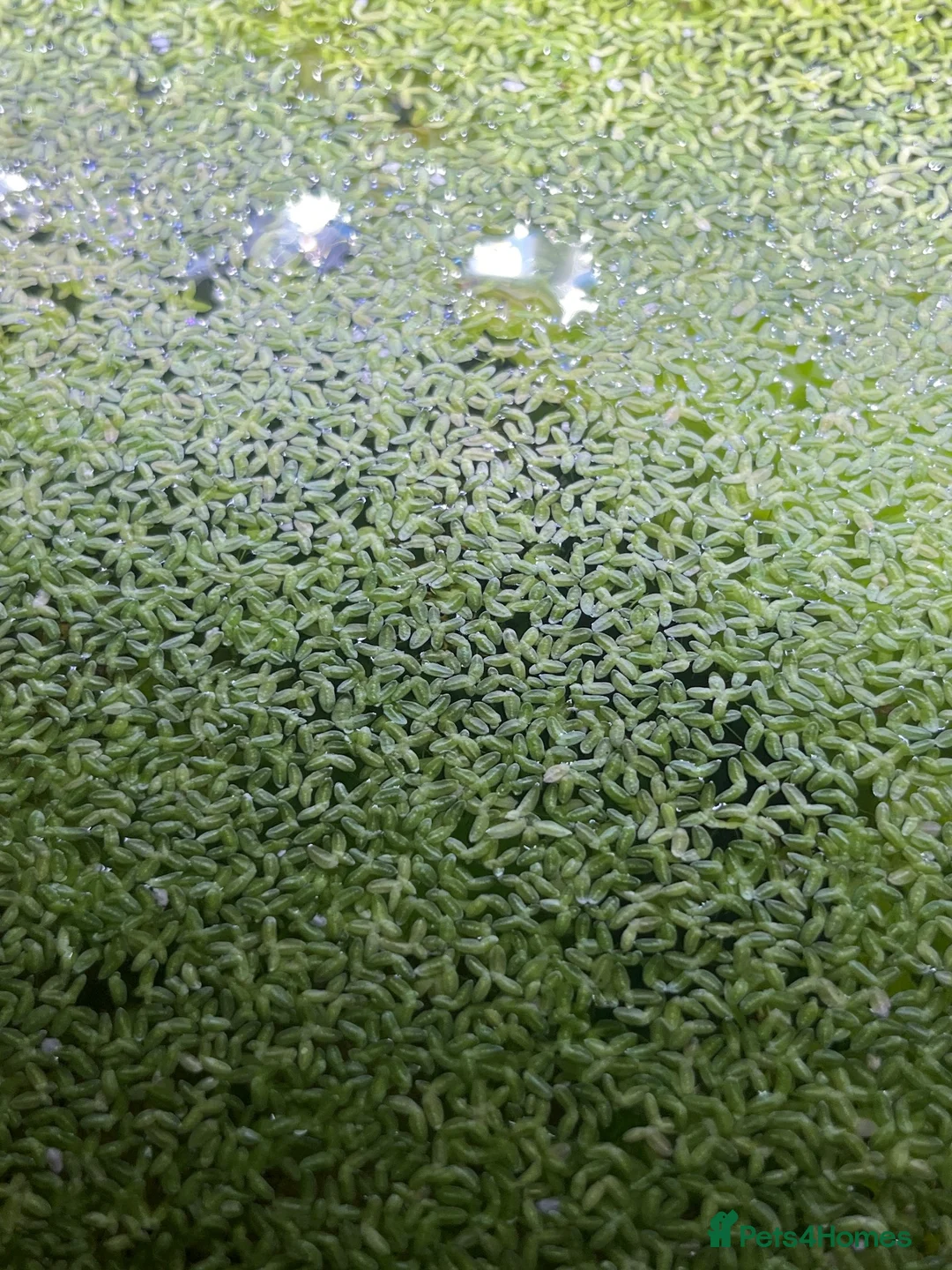 Other/Mixed Breed fish for sale: Live duckweed for aquariums and ponds - Advert 3
