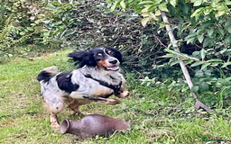 English Setter dogs for adoption: Coy   in Consett - Advert 9