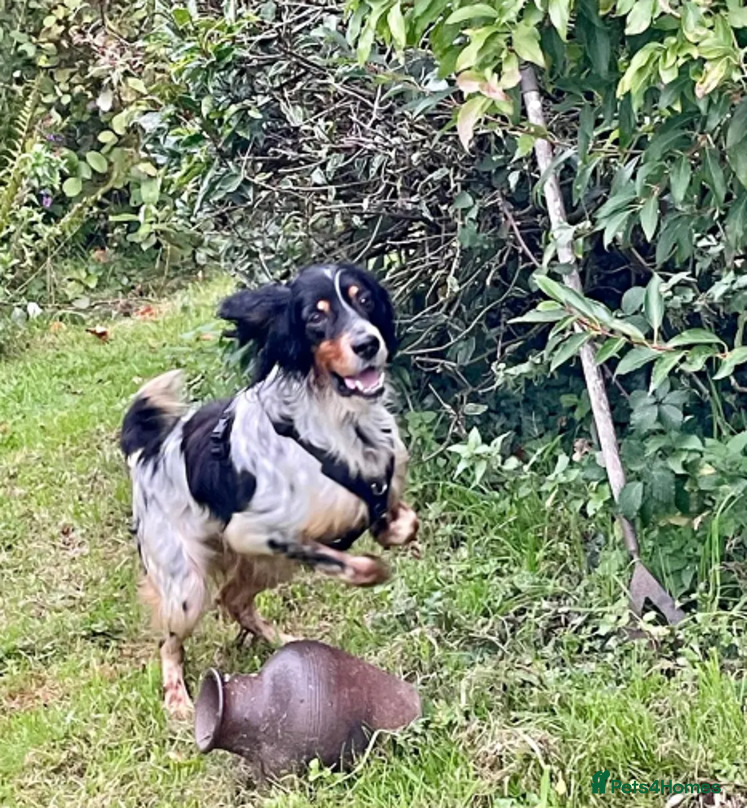 English Setter dogs for adoption: Coy   in Consett - Advert 9