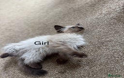 Ragdoll cats for sale: Ragdoll Kittens  - Image 4