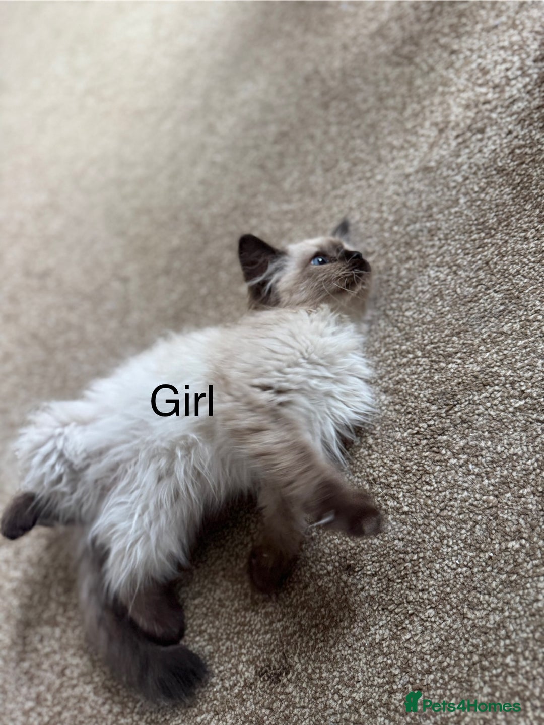 Ragdoll cats for sale: Ragdoll Kittens  - Image 4