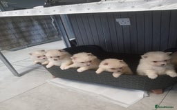 Pomeranian dogs for sale: Pomeranian puppies - Image 2